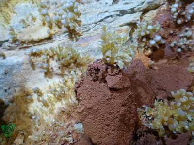 Minerali nella Grotta di San Giorgio Martire a Bari